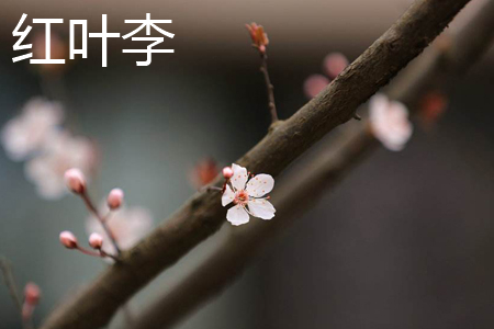 Red leaf plum flower