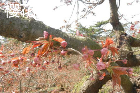 cherry blossoms