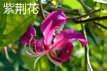 Bauhinia