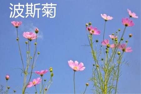 Persian chrysanthemum plant