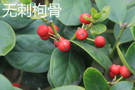 Chinese wolfberry without thorn