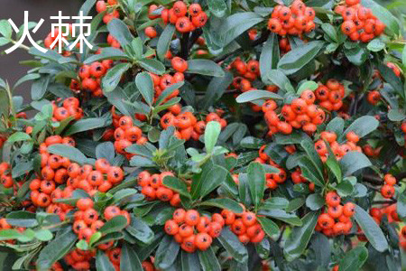 pyracantha