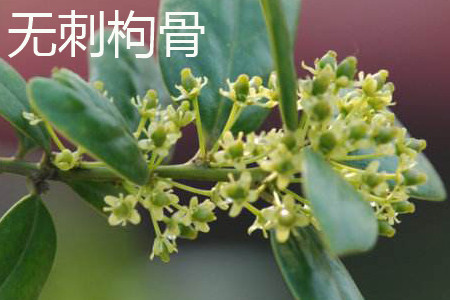 Chinese wolfberry without thorn