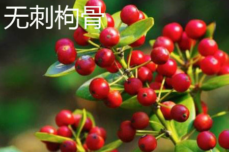 Chinese wolfberry without thorn