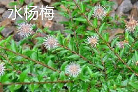 Myrica rubra plant