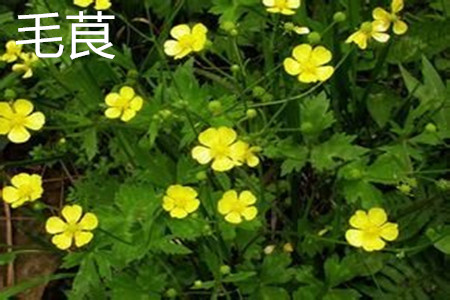 Ranunculus japonicus leaves