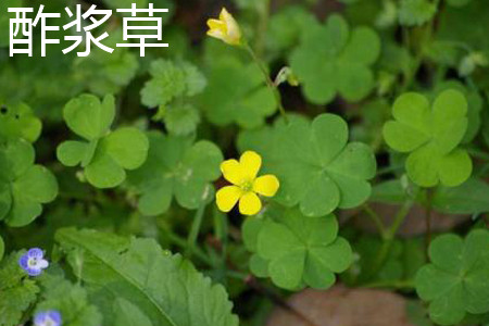 Oxalis plant