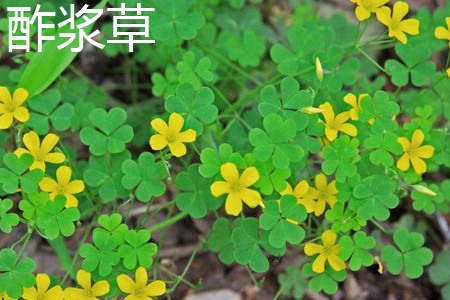 Oxalis leaves