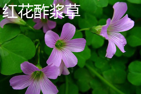 Oxalis sorrel leaves