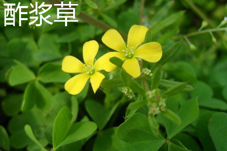 Oxalis