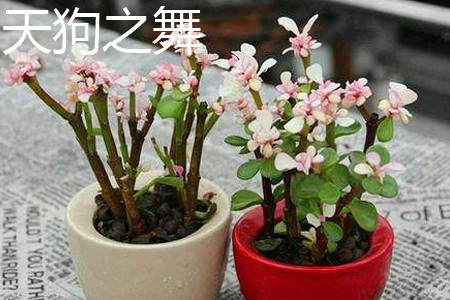Crassula Dejecta 