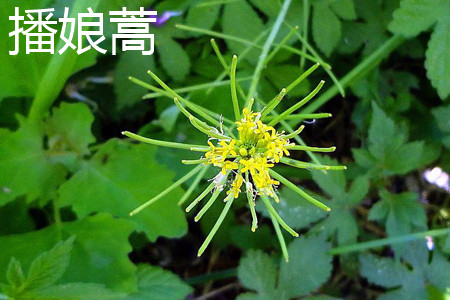 Stem of Artemisia annua