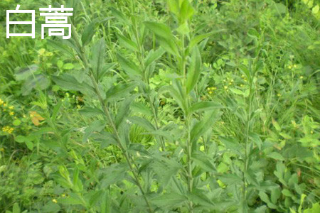 Artemisia annua leaves