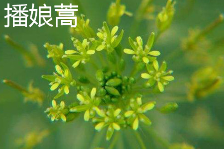 Artemisia annua flower