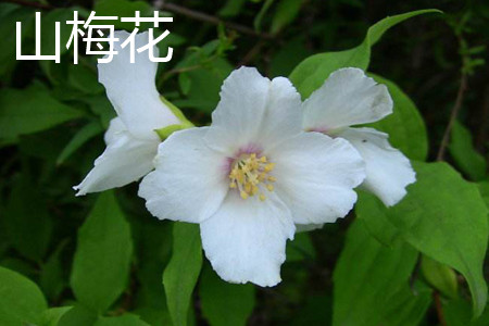 Mountain plum blossom