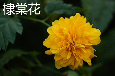 Japan globeflower