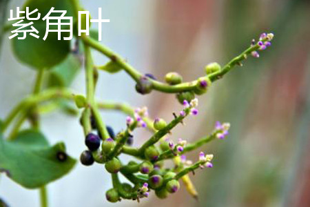 Purple horn leaf fruit