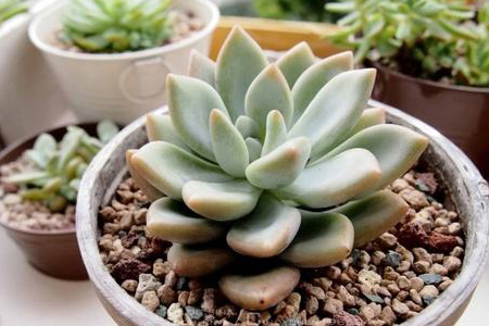 Graptoveria Opalina 