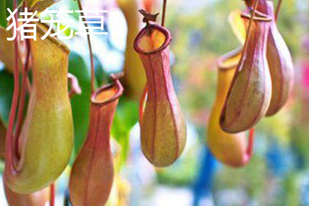 Nepenthes