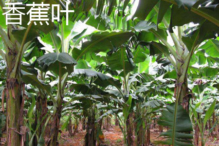 Banana plant