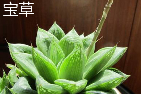 Baocao plant