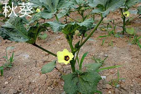 Okra plant