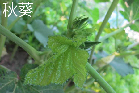 Okra leaf