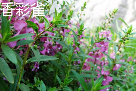 Fragrant color finch stem