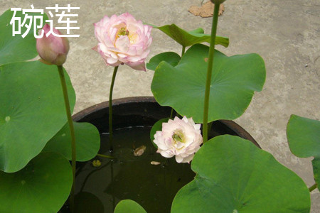 Bowl lotus