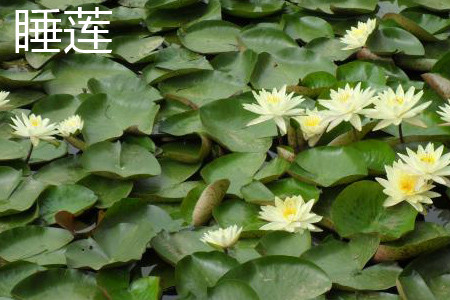 Water lilies