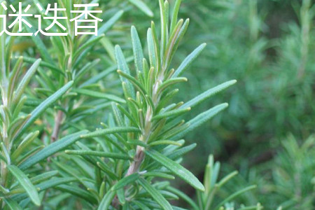 rosemary