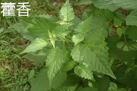 Patchouli plant