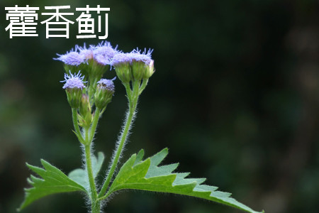 Patchouli thistle leaves