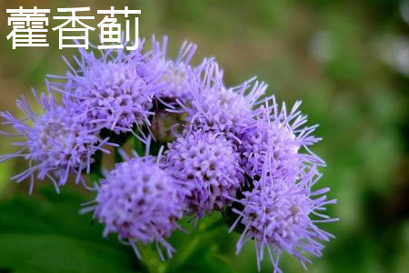 Patchouli thistle flower