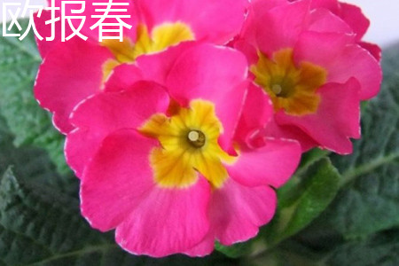Ou Baochun