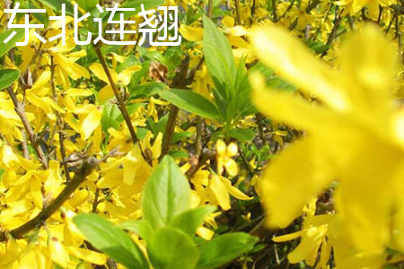 Forsythia mandschurica 