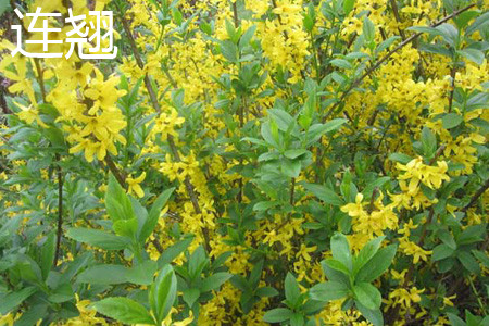 Forsythia suspensa