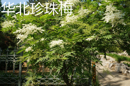 Chinese sorbaria