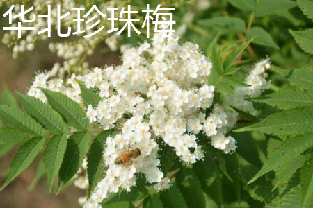 Chinese sorbaria