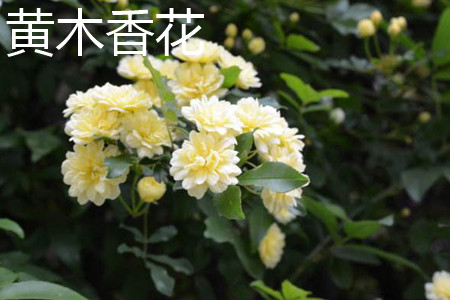 Yellow wood fragrant flower