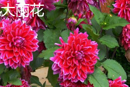 Dahlia leaves jpg
