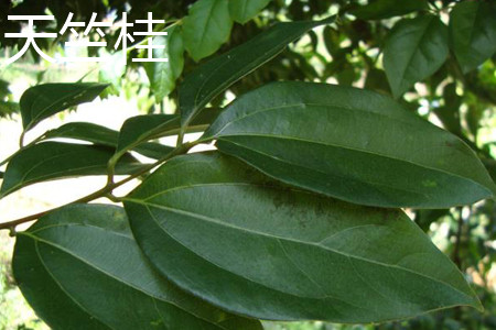 Cinnamomum japonicum
