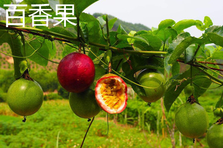 Passion fruit