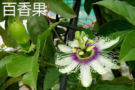 Passion fruit