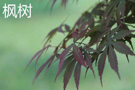 maple