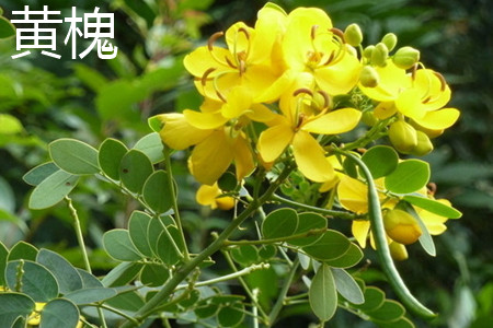 Cassia surattensis