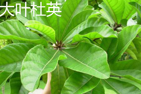 Elaeocarpus balansae 