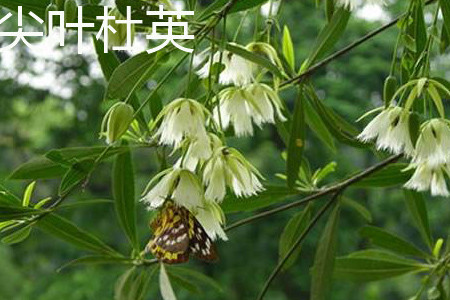 Elaeagnus angustifolia