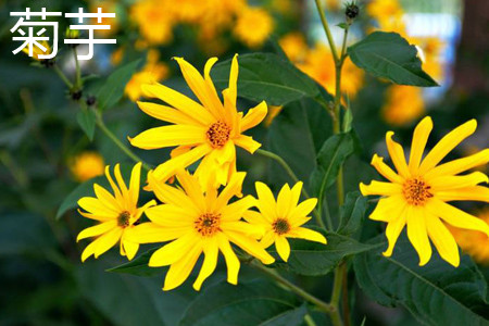 Jerusalem artichoke