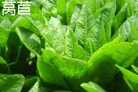 Lettuce leaves jpg